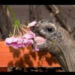 Romantic Ferdinand and the flower